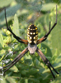 Yellow Garden Spider